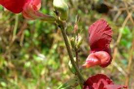 Attēlu rezultāti vaicājumam “Enteridium liceoides macro”