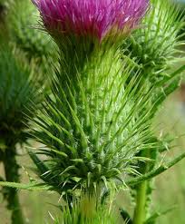 Attēlu rezultāti vaicājumam “Cirsium vulgare leaf”
