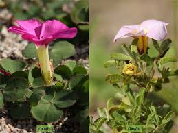 Attēlu rezultāti vaicājumam “Oxalidaceae”