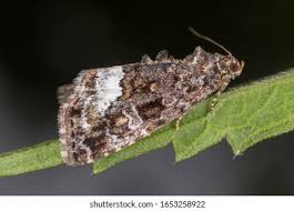 Attēlu rezultāti vaicājumam “Protodeltote pygarga”