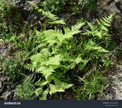 Attēlu rezultāti vaicājumam “Gymnocarpium robertianum”