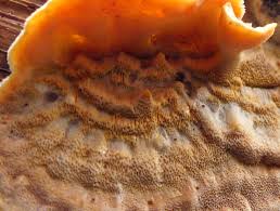 Attēlu rezultāti vaicājumam “Sidera lenis”