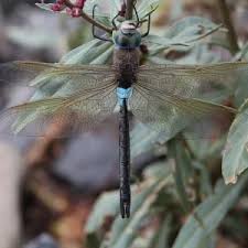 Attēlu rezultāti vaicājumam “Anax parthenope”