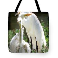 Attēlu rezultāti vaicājumam “Egretta alba adult”