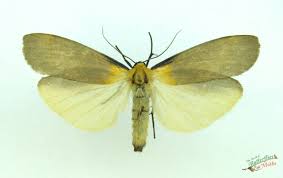 Attēlu rezultāti vaicājumam “Lithosia quadra male”