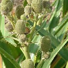 Attēlu rezultāti vaicājumam “Eryngium planum leaf”