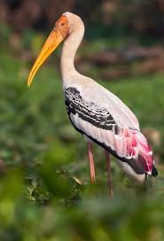 Attēlu rezultāti vaicājumam “Ciconiiformes”