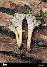 Attēlu rezultāti vaicājumam “Pseudocraterellus”