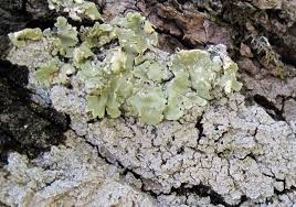 Attēlu rezultāti vaicājumam “Pertusaria albescens”