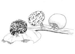 Attēlu rezultāti vaicājumam “Didymium melanospermum spores”