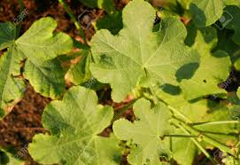 Attēlu rezultāti vaicājumam “Alcea rosea leaf”