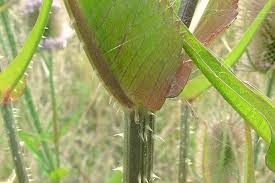 Attēlu rezultāti vaicājumam “Dipsacus fullonum fruit”