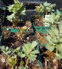 Image result for Liebstöckel