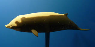 Image result for Ziphius cavirostris