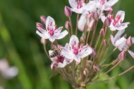 Attēlu rezultāti vaicājumam “Butomaceae”