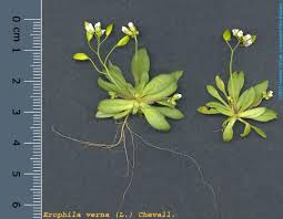 Attēlu rezultāti vaicājumam “Erophila verna”