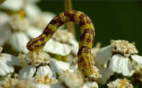 Attēlu rezultāti vaicājumam “Eupithecia centaureata”