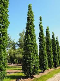 Attēlu rezultāti vaicājumam “Quercus robur Fastigiata”