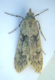 Attēlu rezultāti vaicājumam “Diurnea lipsiella male”