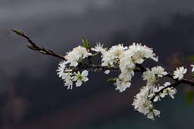 Attēlu rezultāti vaicājumam “Cerasus bud”