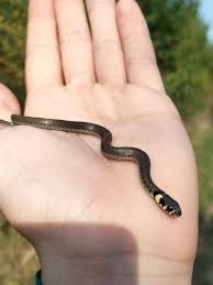 Attēlu rezultāti vaicājumam “Natrix natrix”