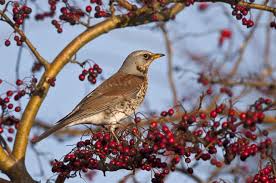 Image result for Turdus pilaris