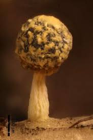 Attēlu rezultāti vaicājumam “Physarum melleum”