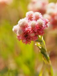 Attēlu rezultāti vaicājumam “Antennaria dioica female flower”