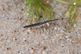 Attēlu rezultāti vaicājumam “Bolitophagus reticulatus imago”