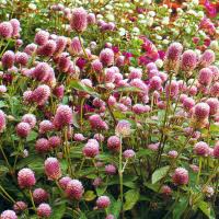 Image result for Kugelamarant