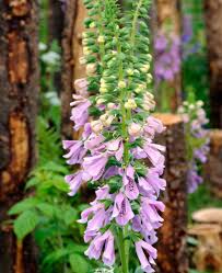 Attēlu rezultāti vaicājumam “Digitalis purpurea flower”