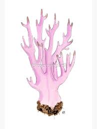 Attēlu rezultāti vaicājumam “Clavulina amethystina”