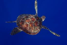 Image result for Chelonia mydas