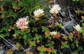 Attēlu rezultāti vaicājumam “Phedimus spurius leaf”