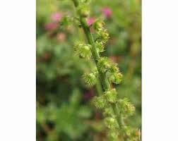 Attēlu rezultāti vaicājumam “Agrimonia eupatoria fruit”