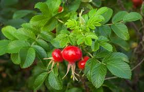 Attēlu rezultāti vaicājumam “Rosaceae”