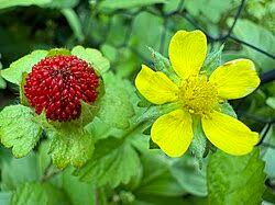 Attēlu rezultāti vaicājumam “Potentilla”