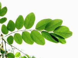 Attēlu rezultāti vaicājumam “Robinia pseudoacacia”