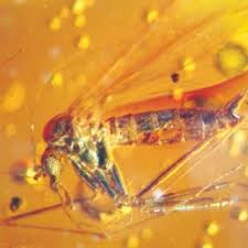 Attēlu rezultāti vaicājumam “Trichia longipalpis”