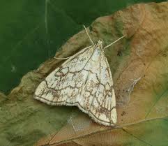 Attēlu rezultāti vaicājumam “Evergestis pallidata”