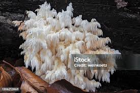 Attēlu rezultāti vaicājumam “Hericium coralloides”