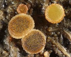 Attēlu rezultāti vaicājumam “Ascobolus furfuraceus”