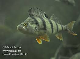Image result for Perca fluviatilis