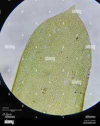 Attēlu rezultāti vaicājumam “Neckera complanata”