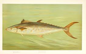 Image result for Scomberomorus maculatus