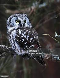 Attēlu rezultāti vaicājumam “Aegolius funereus”