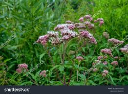 Attēlu rezultāti vaicājumam “Eupatorium cannabinum flower”