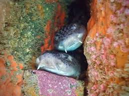 Image result for Poroderma pantherinum