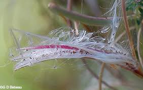 Attēlu rezultāti vaicājumam “Epilobium angustifolium fruit”