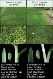 Attēlu rezultāti vaicājumam “Poa trivialis leaf”